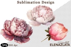 Watercolor Pink Peonies Flowers Clipart Product Image 1