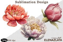 Watercolor Pink Peonies Flowers Clipart Product Image 1