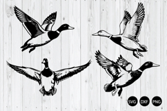 Flying Mallard Duck SVG, Mallard Duck Silhouette SVG Product Image 1