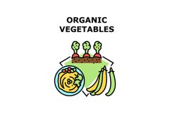 Organic Vegetables Concept Color Illustration Product Image 1