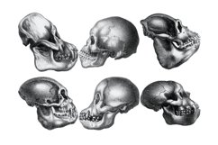 Vintage Skulls Procreate Brush Stamp, 38 Skull Stamps Product Image 6