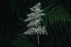 Forest Botany line art collection Svg Png Eps Product Image 6