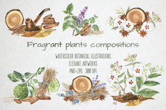 Fragrant Plants Compositions Botanical Watercolor PNG JPG Product Image 1