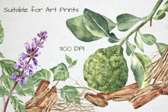 Fragrant Plants Compositions Botanical Watercolor PNG JPG Product Image 7