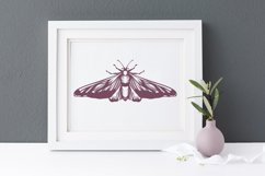 framed vintage moth