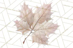 Frosted Florals Clipart PNG, Neutral Winter Botanicals Product Image 5