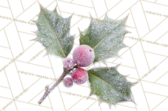 Frosted Florals Clipart PNG, Neutral Winter Botanicals Product Image 5