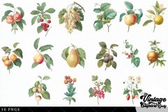 Geranium Vintage Floral Botanical Clip Art Product Image 2