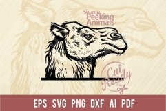 Peeking Camel SVG | Comic Animal SVG | Funny Animals SVG Product Image 1