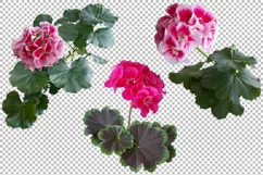 Flowers and leaves of geranium on a transparent background. Product Image 2