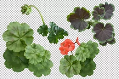 Flowers and leaves of geranium on a transparent background. Product Image 3
