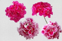 Flowers and leaves of geranium on a transparent background. Product Image 6