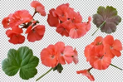 Flowers and leaves of geranium on a transparent background. Product Image 7