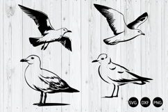 German Maritime Seagull SVG, Seagull SVG, Animal SVG Product Image 1