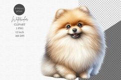 Pomeranian dog clipart, Watercolor clipart, Dog clipart Product Image 1