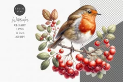 Robin clipart, Christmas clipart, Watercolor clipart Product Image 1