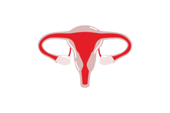 Women's Health &amp; Menstrual Cycle Clip Product Image 3