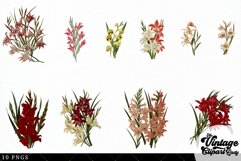 Gladious Vintage Floral Botanical Clip Art Product Image 3