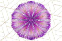 Neon Ocean Dwellers Clipart,Vibrant Sea Life Png Product Image 3