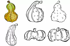48 Gourd Pumpkin Harvest Thanksgiving SVG PNG Illustrations Product Image 5