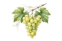 Grapes Png| Fruit Png Product Image 1