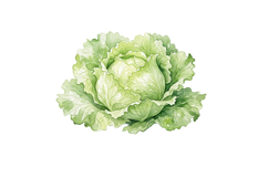 Green Cabbage Png |Forest Png Product Image 1