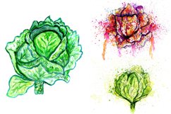Green Cabbage Watercolor Product Image 2