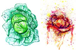 Green Cabbage Watercolor Product Image 3