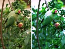 Green Color Photoshop Action Product Image 10