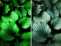 Green Color Photoshop Action Product Image 9