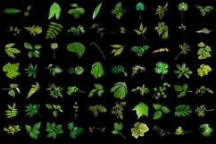 500 LEAVES BRANCHES TRANSPARENT PNG FILES PHOTOSHOP OVERLAYS Product Image 8