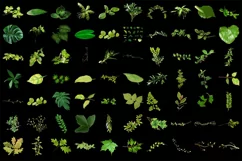 500 LEAVES BRANCHES TRANSPARENT PNG FILES PHOTOSHOP OVERLAYS Product Image 7