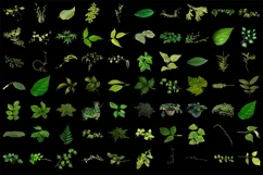 500 LEAVES BRANCHES TRANSPARENT PNG FILES PHOTOSHOP OVERLAYS Product Image 6