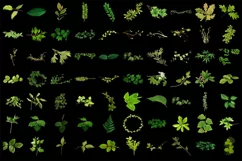 500 LEAVES BRANCHES TRANSPARENT PNG FILES PHOTOSHOP OVERLAYS Product Image 5
