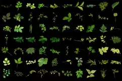 500 LEAVES BRANCHES TRANSPARENT PNG FILES PHOTOSHOP OVERLAYS Product Image 4