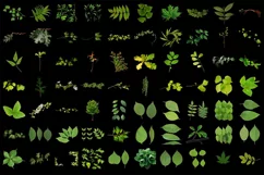 500 LEAVES BRANCHES TRANSPARENT PNG FILES PHOTOSHOP OVERLAYS Product Image 3