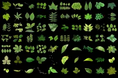 500 LEAVES BRANCHES TRANSPARENT PNG FILES PHOTOSHOP OVERLAYS Product Image 2