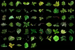 500 LEAVES BRANCHES TRANSPARENT PNG FILES PHOTOSHOP OVERLAYS Product Image 9