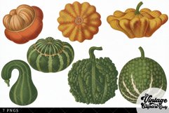 Guards Vintage Vegetable Botanical Clip Art Product Image 2