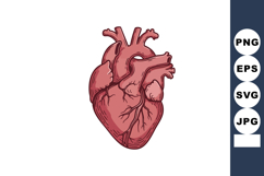 Human anatomical heart detailed illustration for medical edu Product Image 1