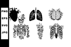 Anatomical Heart, Lungs, Brain, Skeleton Silhouette Vector Product Image 1