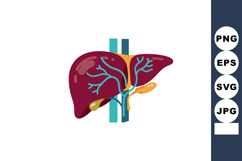 Human Liver Anatomy with Blood Vessels and Gallbladder Vecto Product Image 1