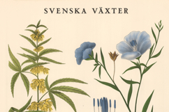 21 Old Swedish Botanical Stained Images Product Image 3
