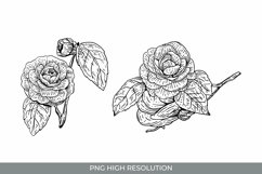 Hand Drawn Camellia Flowers Clipart Product Image 1