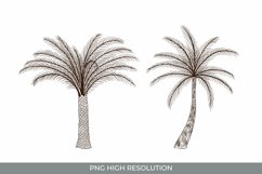 Hand Drawn Palm Tree Clipart Product Image 1
