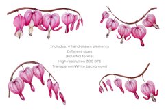 Hand Drawn Pink Watercolor Dicentra Flower Clipart Set isolated on white background Floral Cliparts Sublimation Composition Wedding Invitations Greeting Cards Wedding Stationary by Stacy Babakova