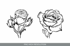 Hand Drawn Roses Clipart PNG Product Image 1