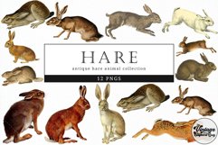Hare Vintage Animal illustration Clip Art, Clipart Product Image 1