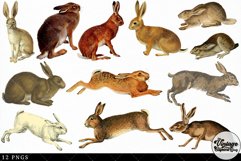 Hare Vintage Animal illustration Clip Art, Clipart Product Image 3
