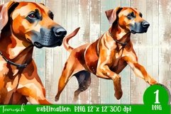 watercolor RHODESIAN RIDGEBACK sublimation PNG / dog design Product Image 1